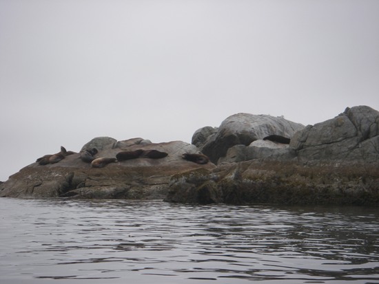 kayaking Vancouver Island Broken Group Islands sea lion rock