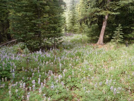 Vancouver hiking trails South Chilcotin flowery forest