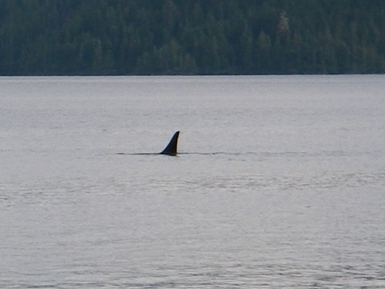 Kayaking Vancouver Island Johnstone Strait orca whale swimming by