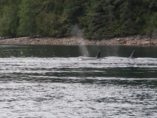 Kayaking Vancouver Island Johnstone Strait orca spouts